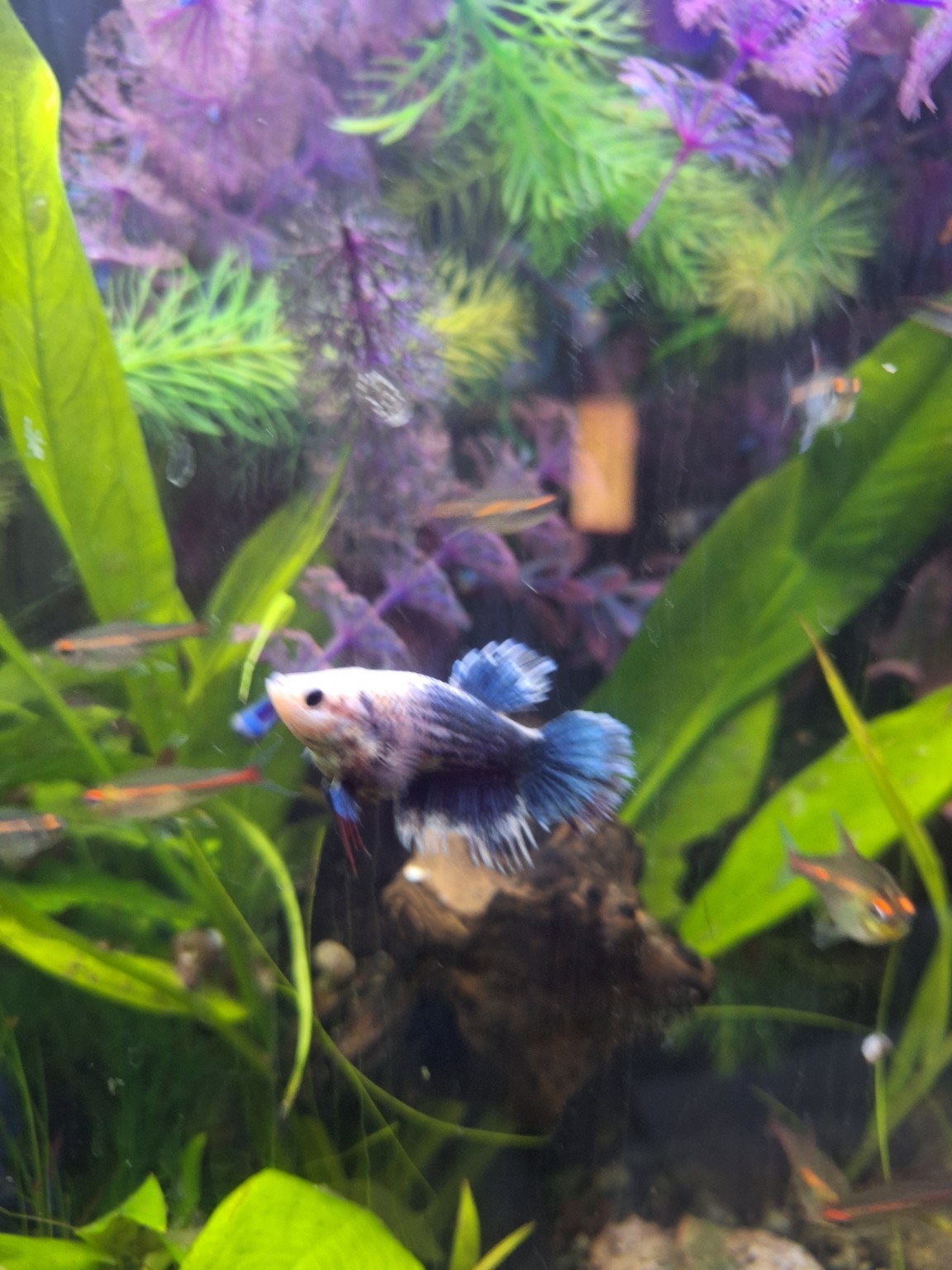 betta-july-2026.jpg betta-july-2026.jpg